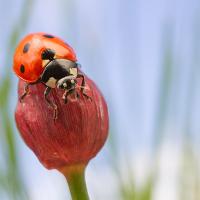 Seven Spot Ladybird wideangle 1 